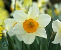 Daffodil 8R86D-05
